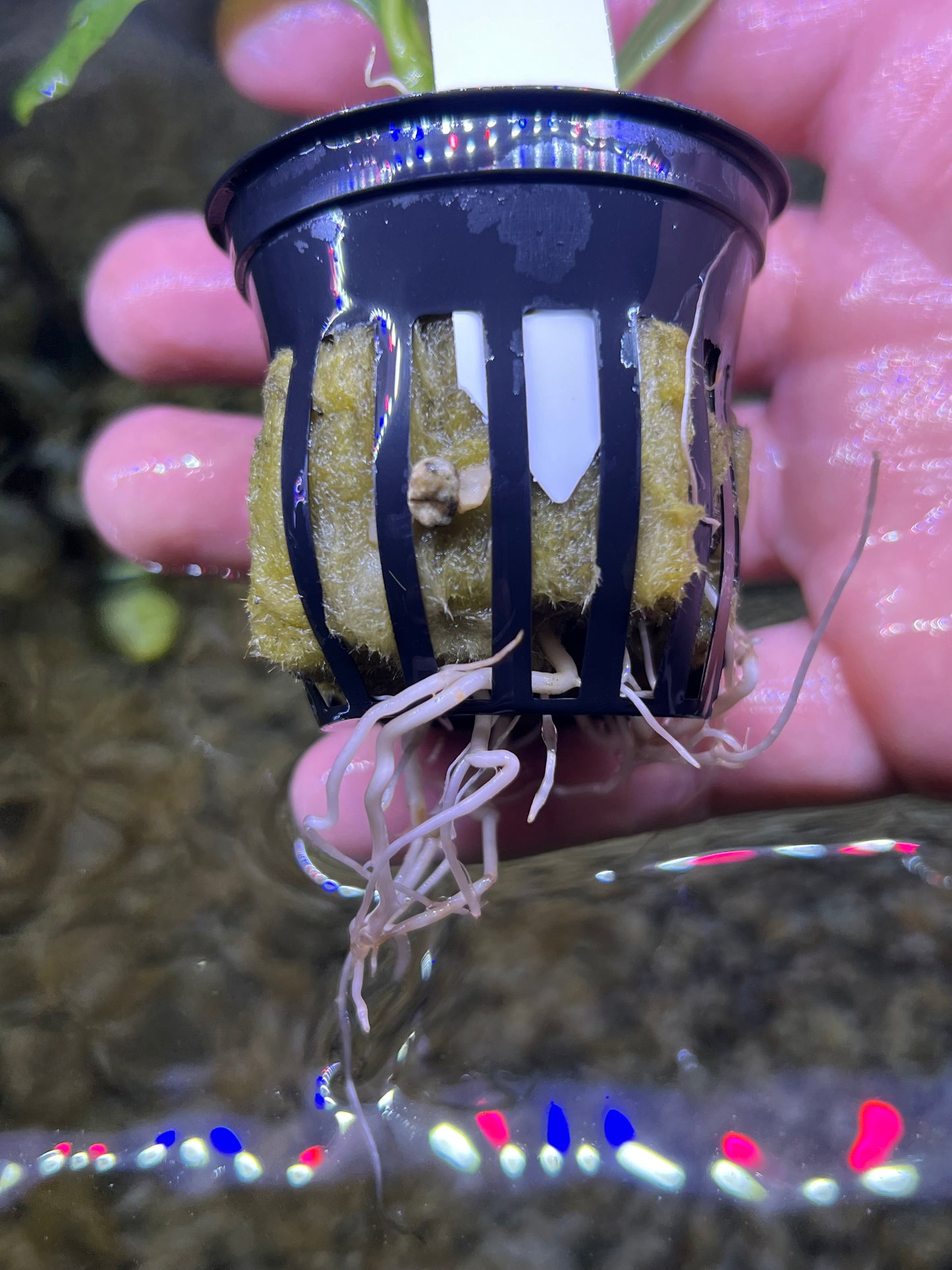 Hygrophila Odora