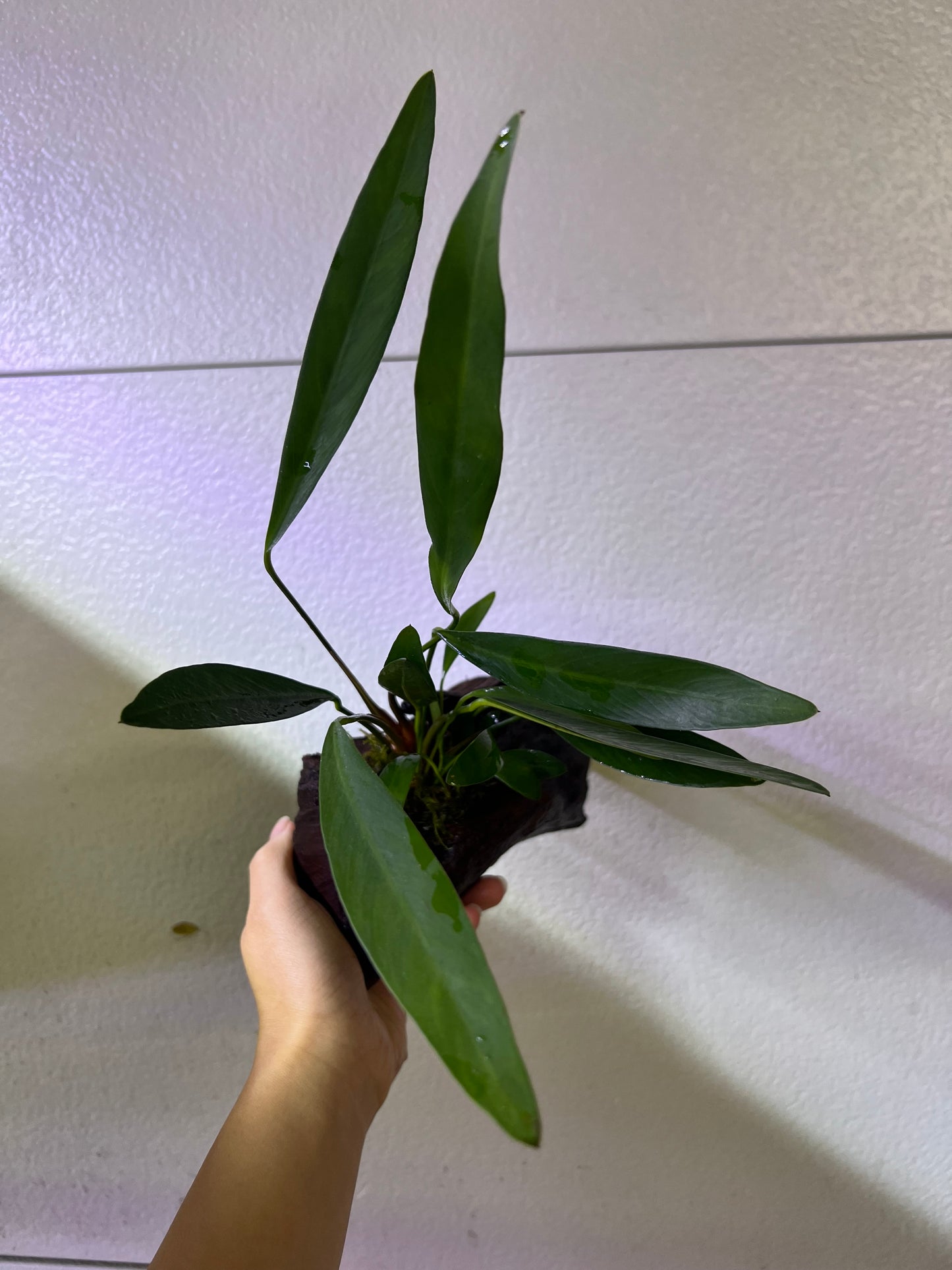 Anubias on driftwood