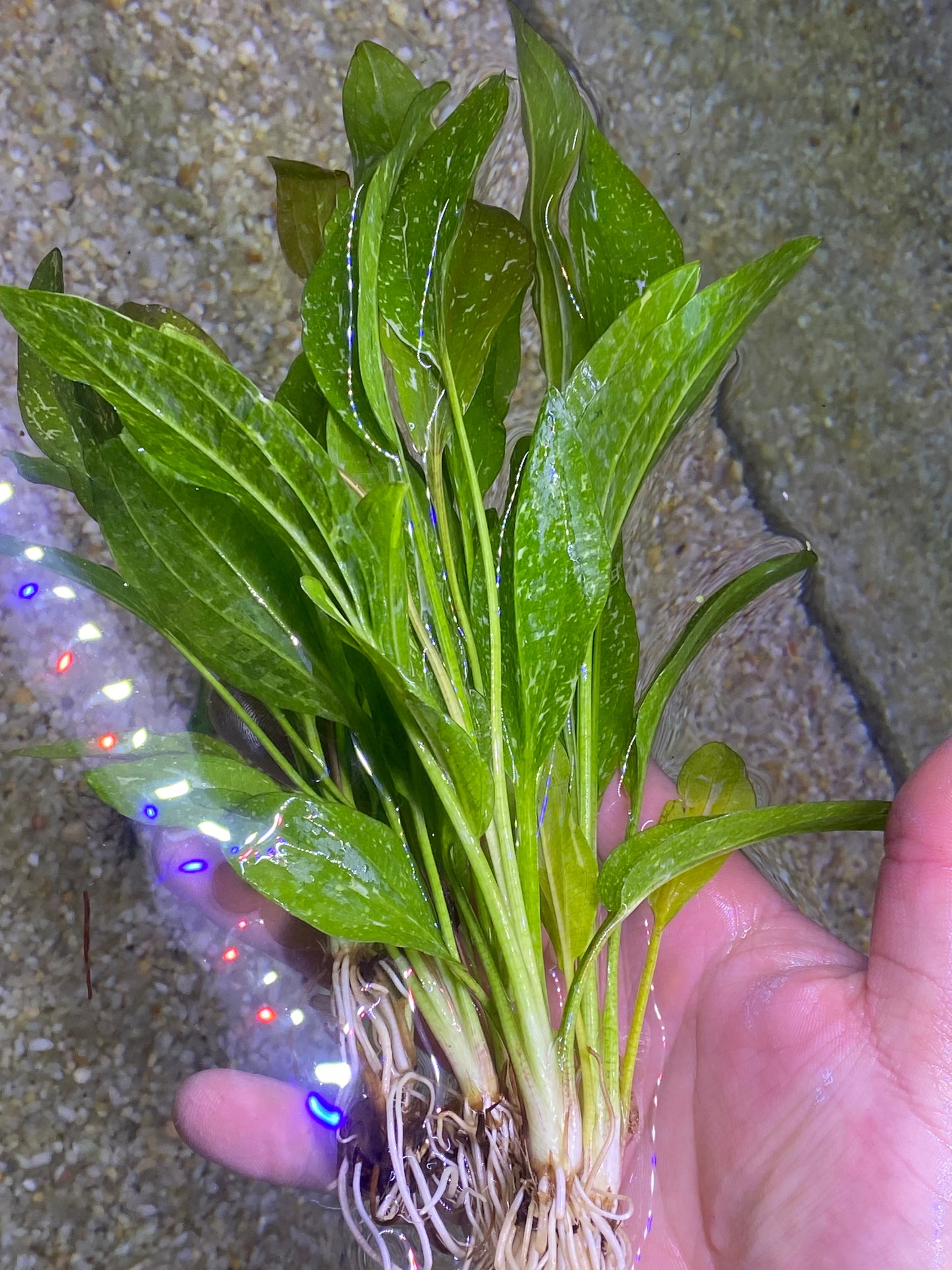 Sparkle Rose Sword (Echinodorus “Rose” Sparkle)