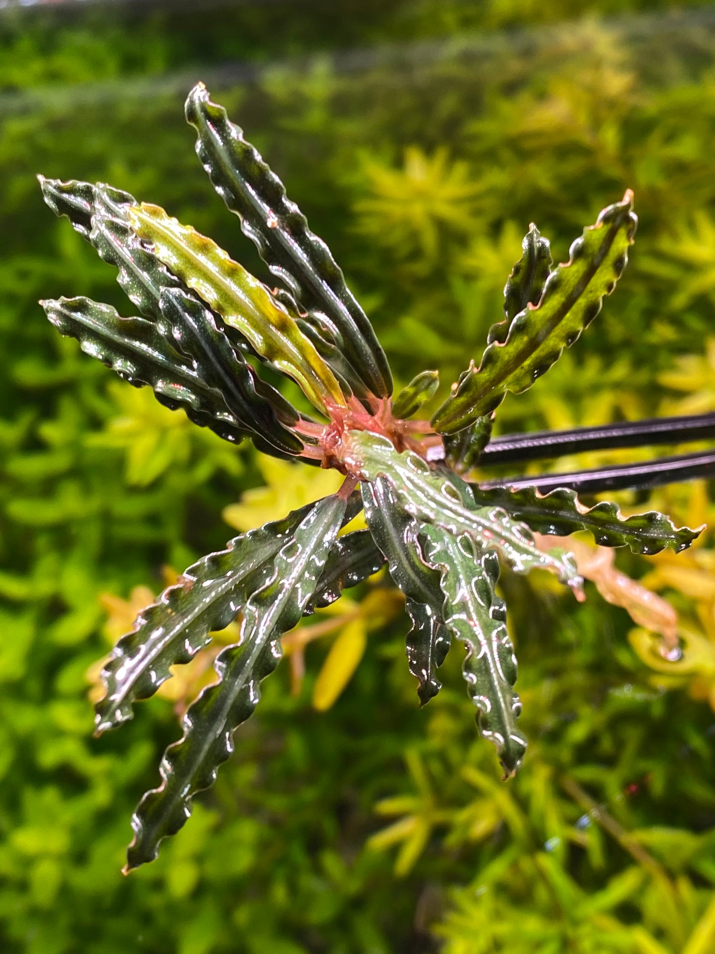 Bucephalandra red velvet