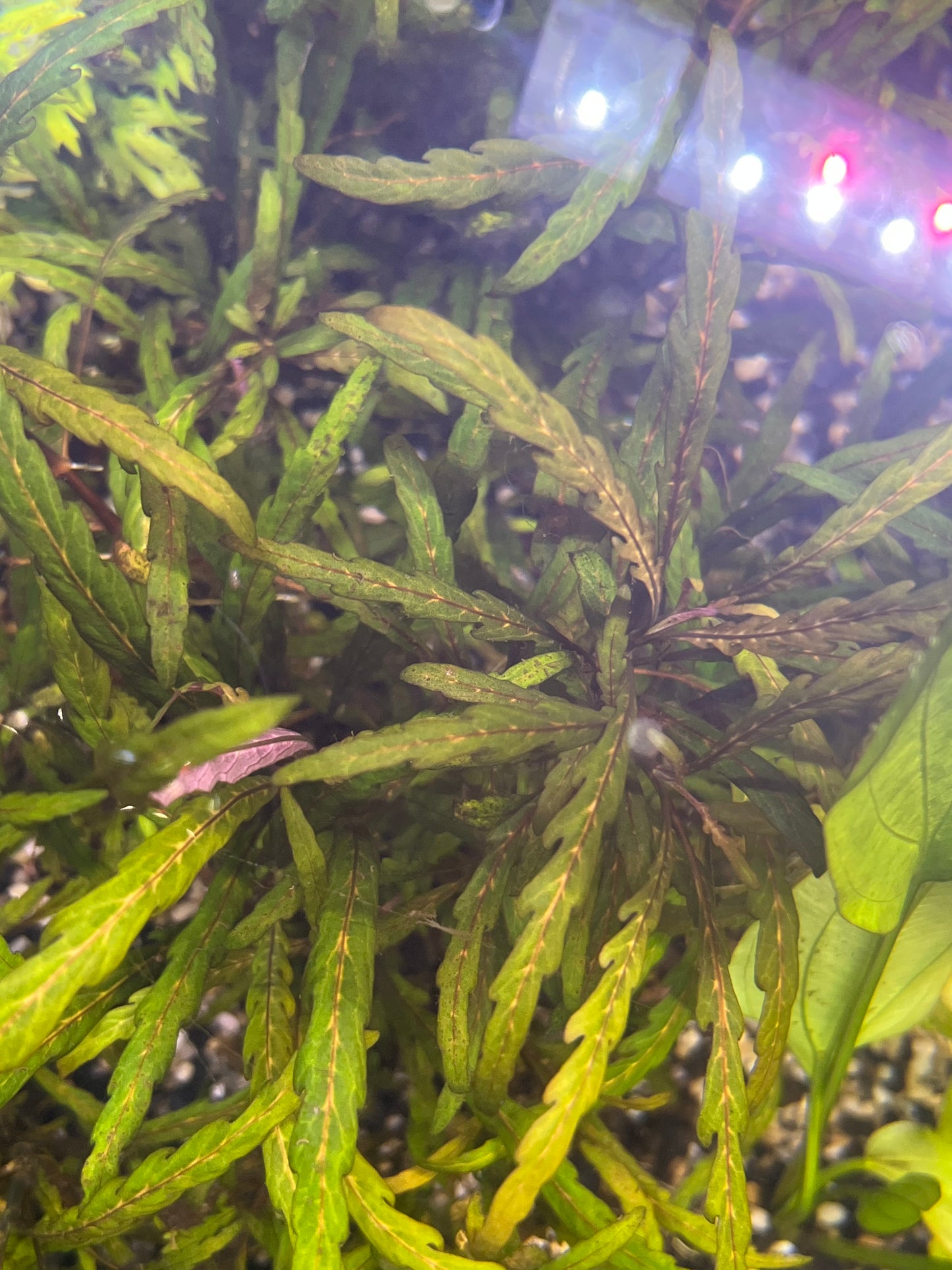 Hygrophila pinnatifida (submerged grown)