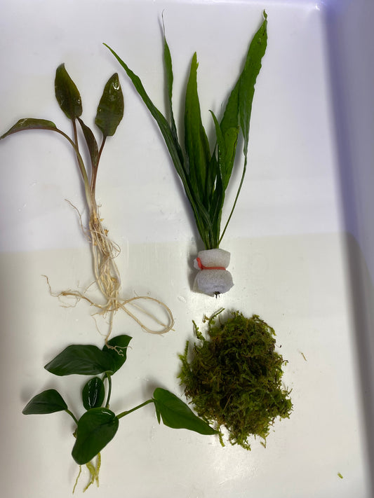 Easiest aquarium plant pack!