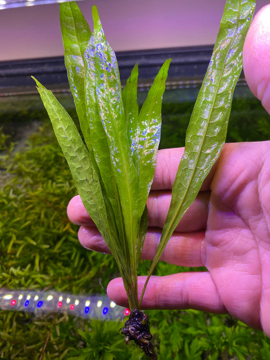 Java Fern Narrow Leaf