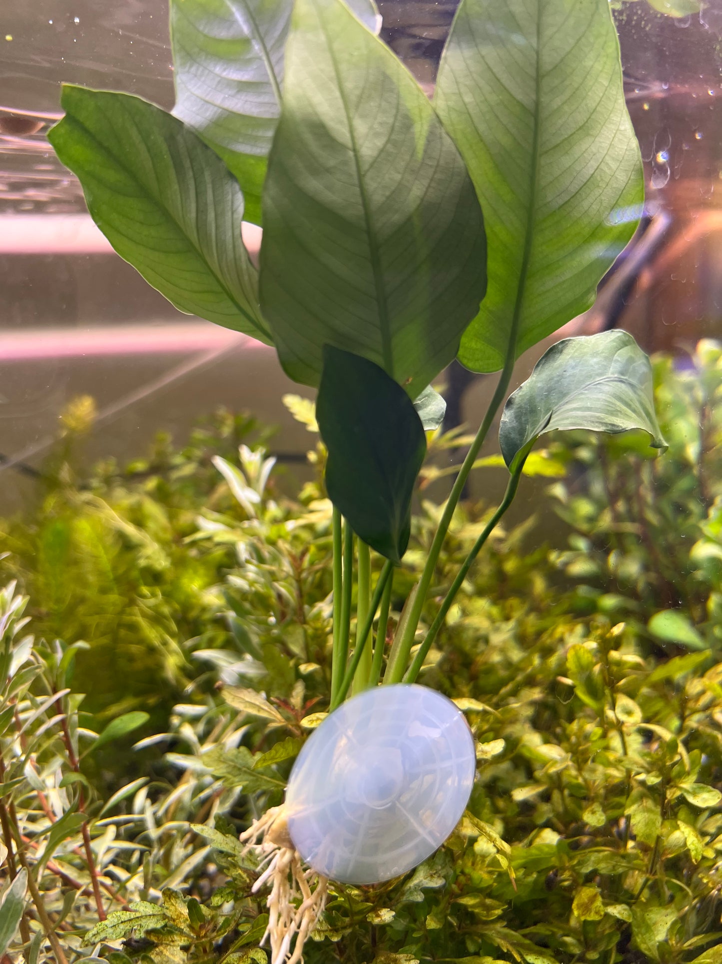 Anubias on suction cup