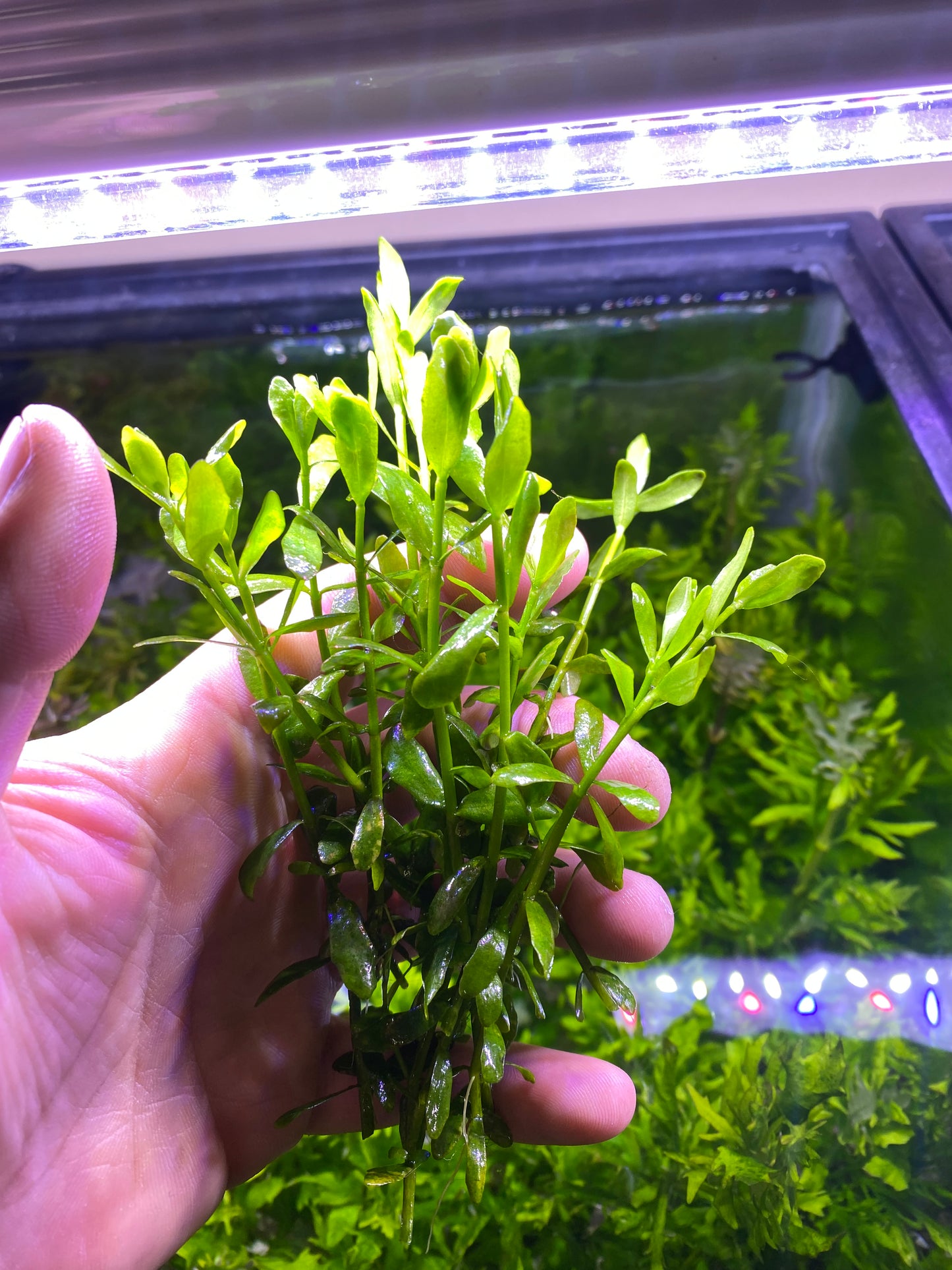 Bacopa Monnieri / Moneywort