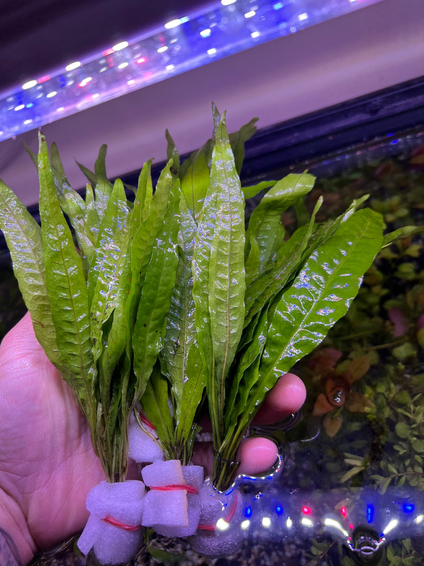 Java Fern