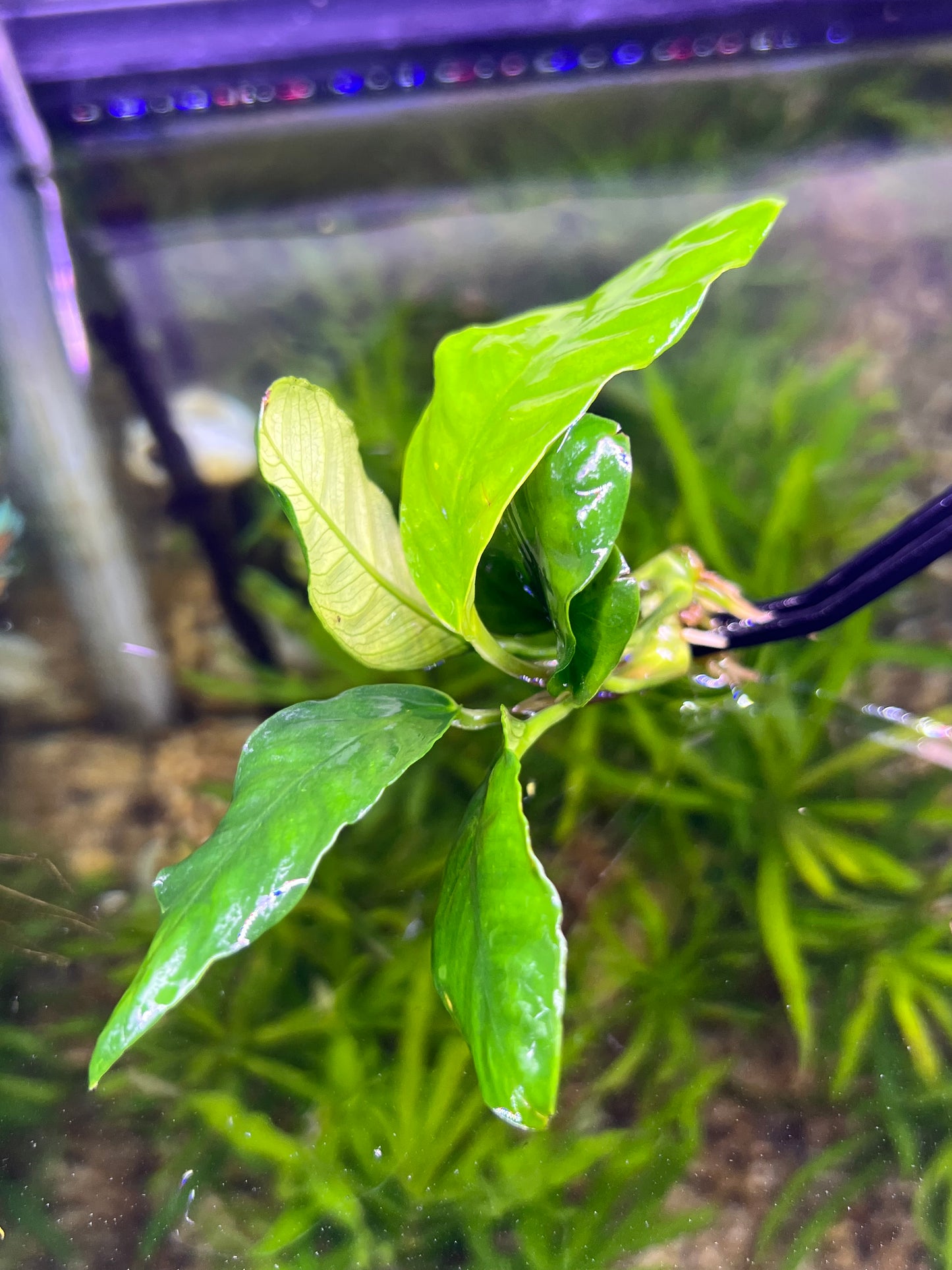 Anubias Coffeefolia