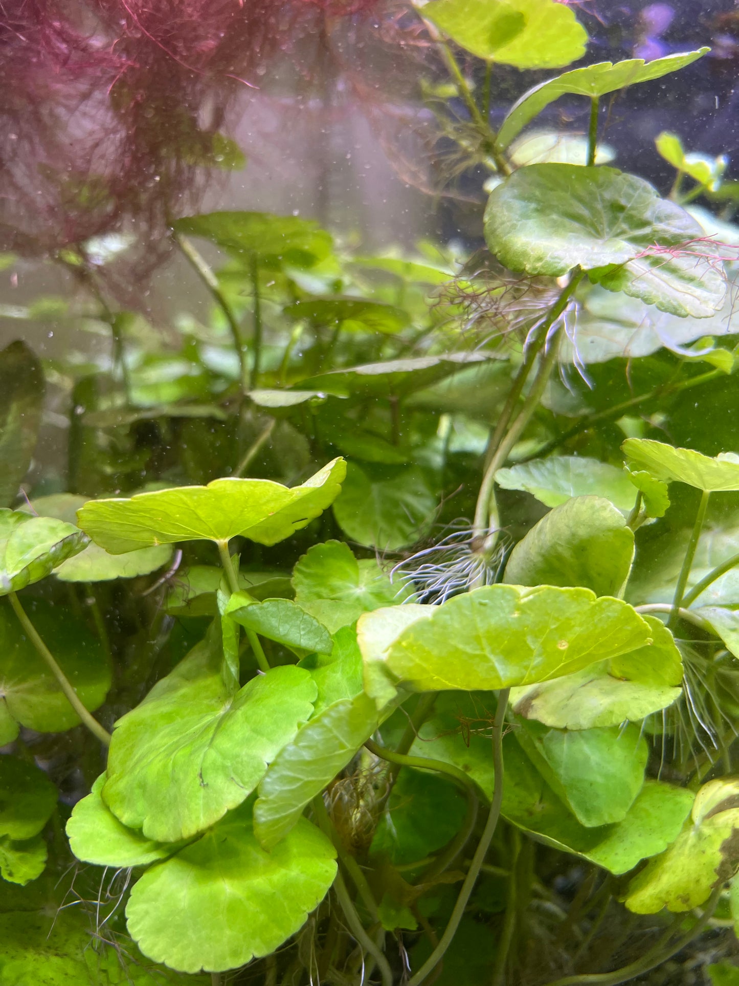 Brazilian pennywort