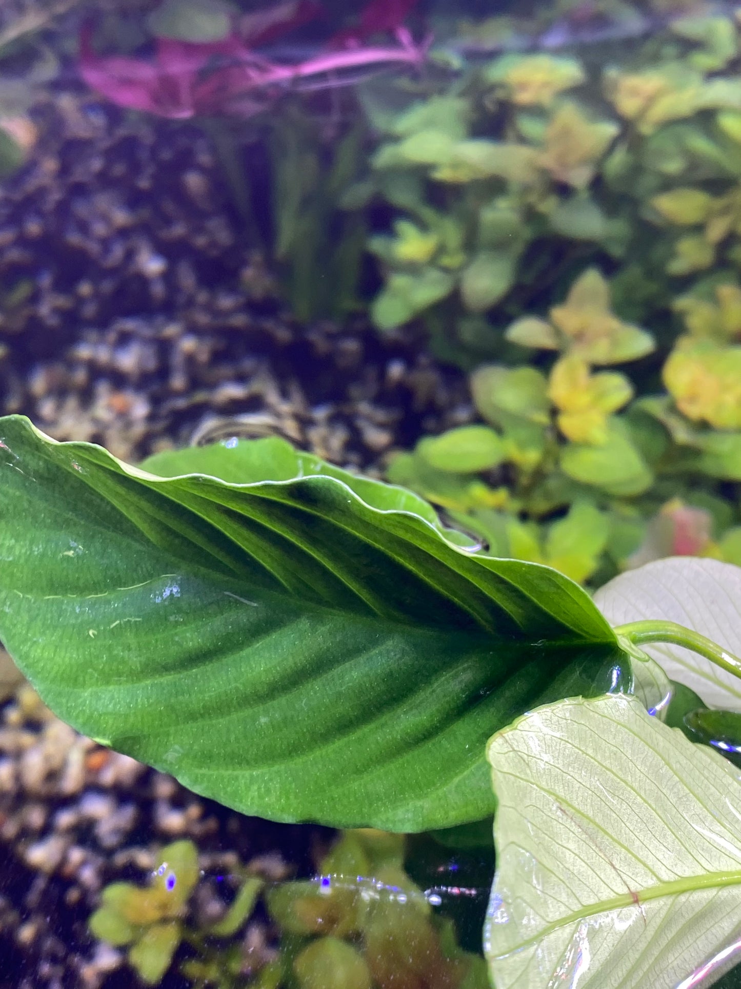 Anubias Barteri “Wrinkled”