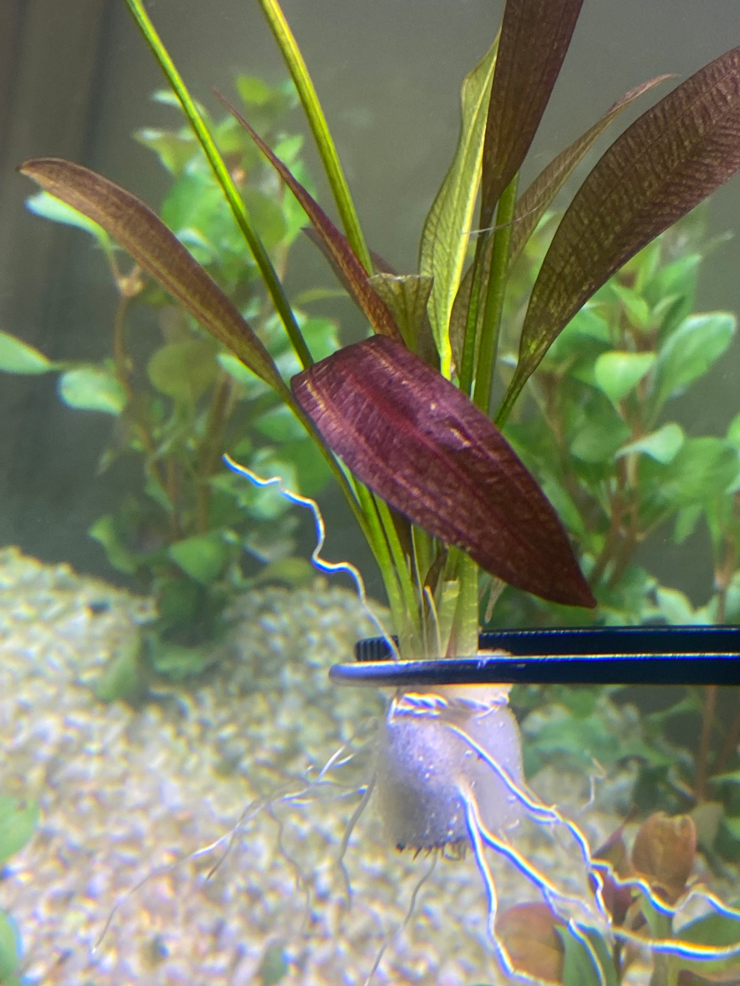 Echinodorus Rose (Rose Sword)
