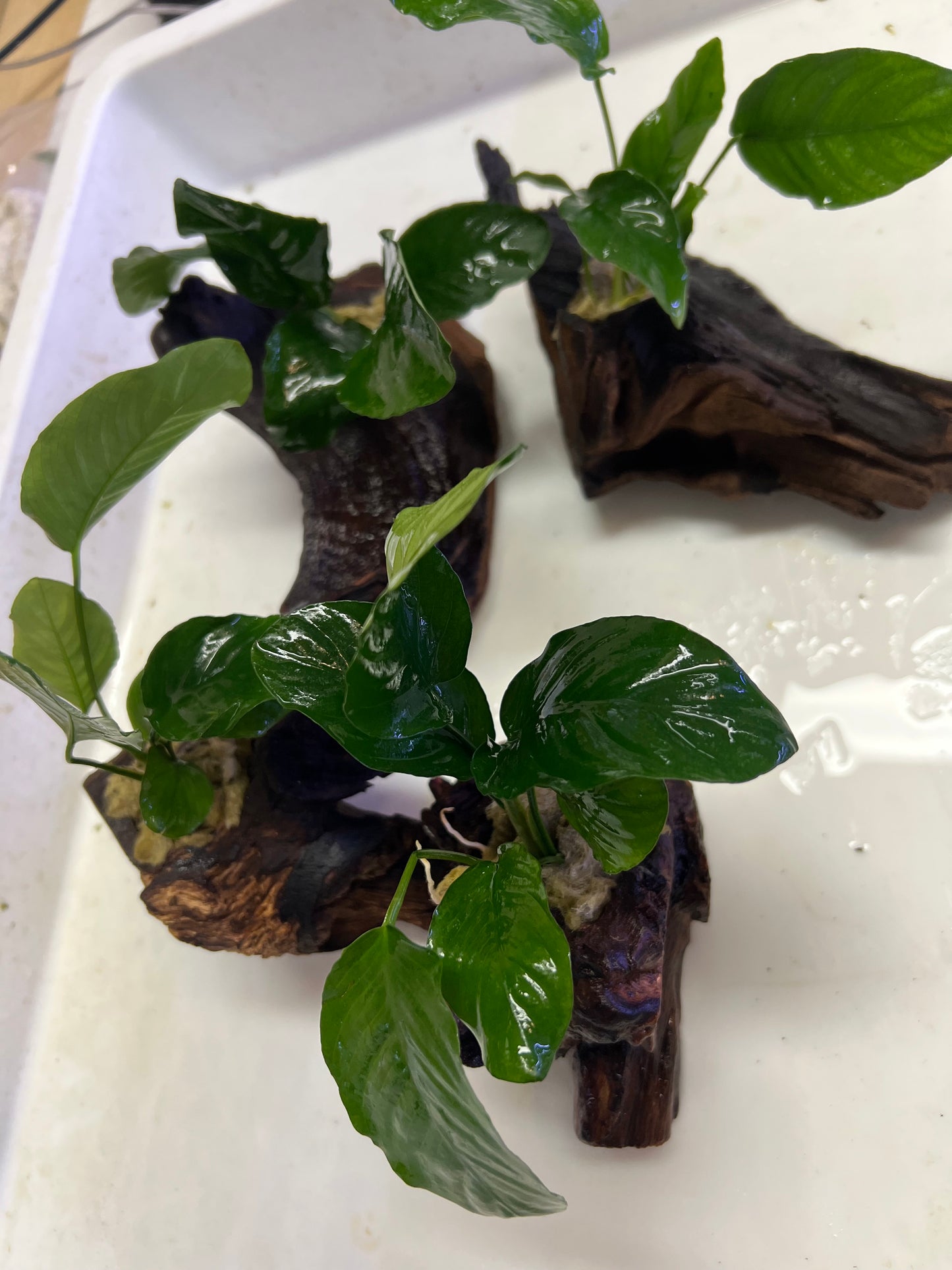 Anubias on driftwood