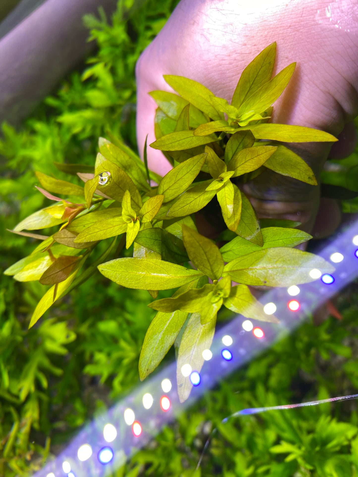 Ludwigia Repens Narrow Leaf