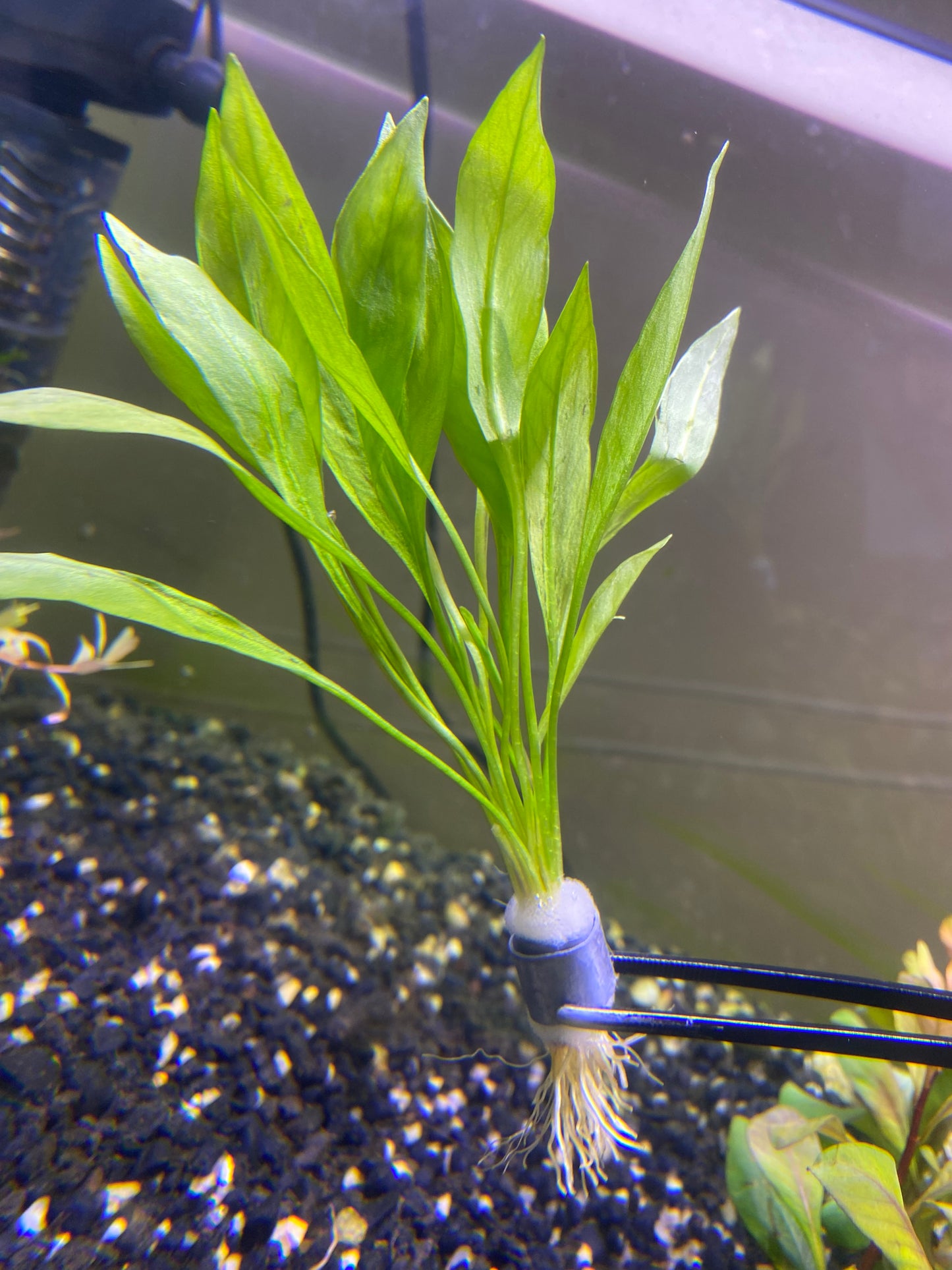 Helanthium ‘Quadricostatus'