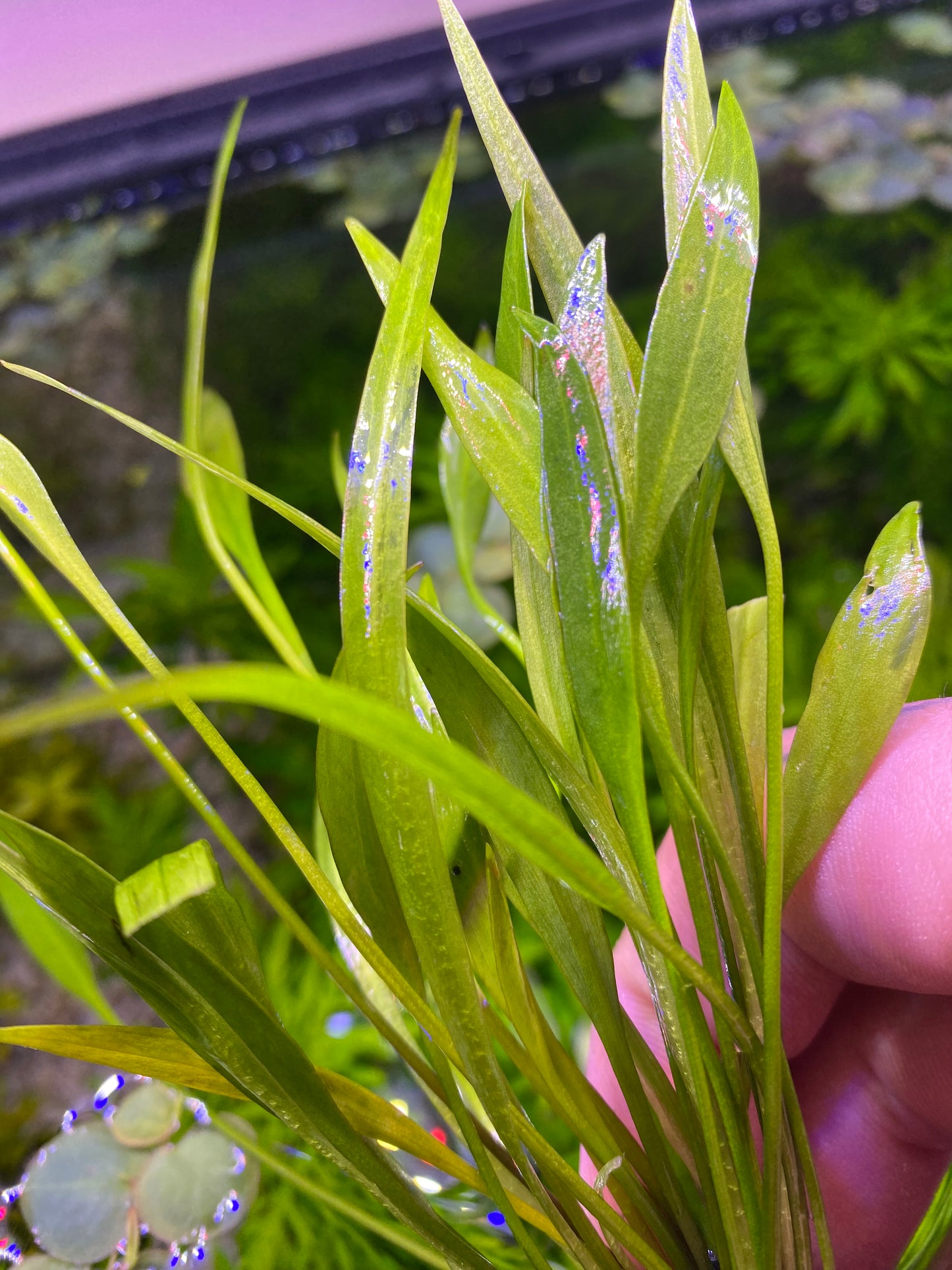 Echinodorus Xinguensis (Dwarf Sword)