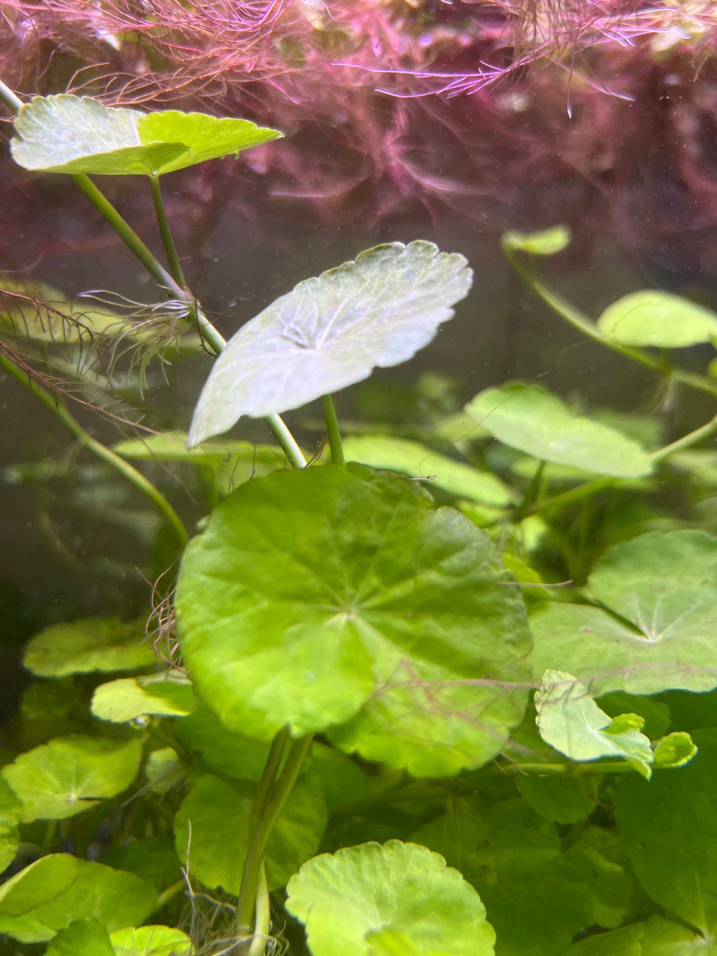 Brazilian pennywort