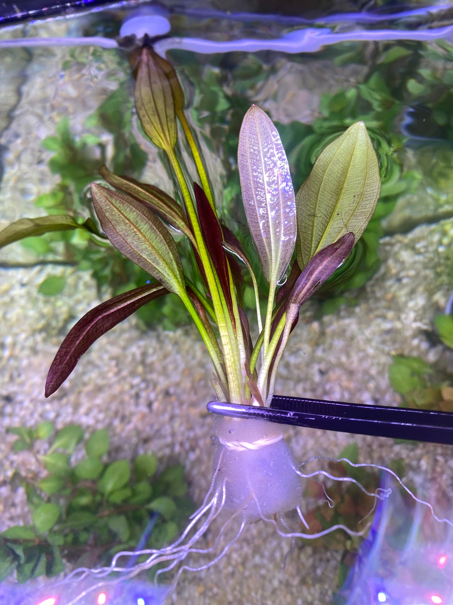 Echinodorus Rose (Rose Sword)