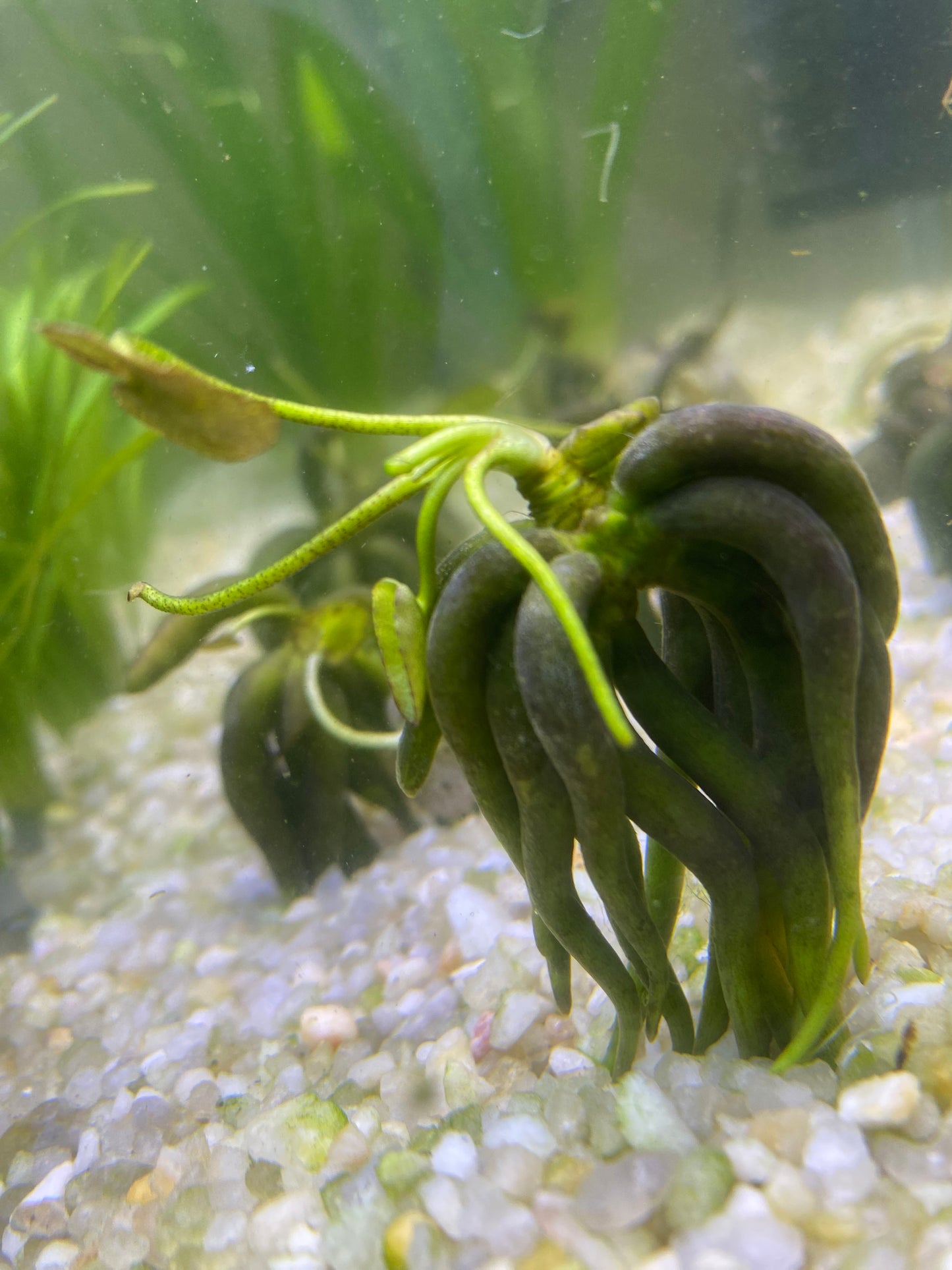 Banana Plant (Nymphoides Aquatica)