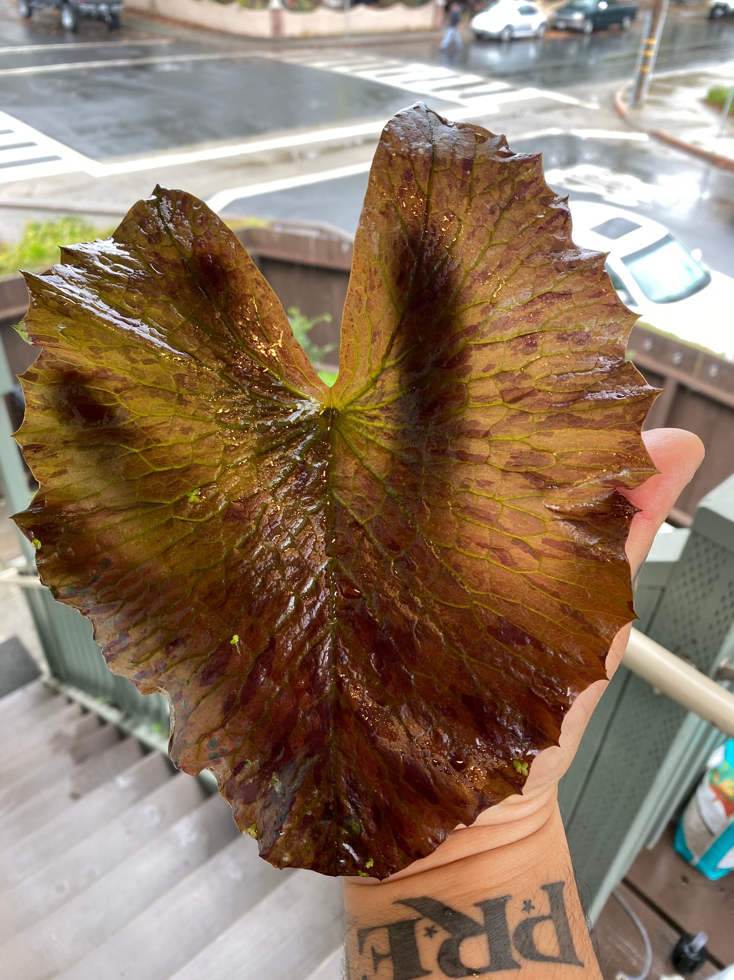 Red Tiger Lotus