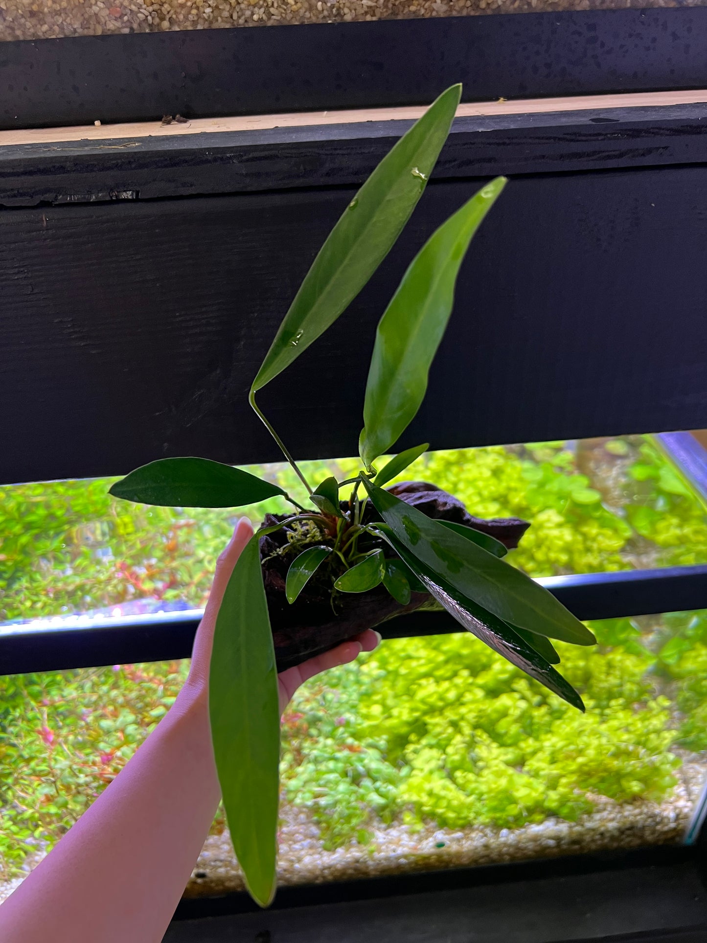 Anubias on driftwood