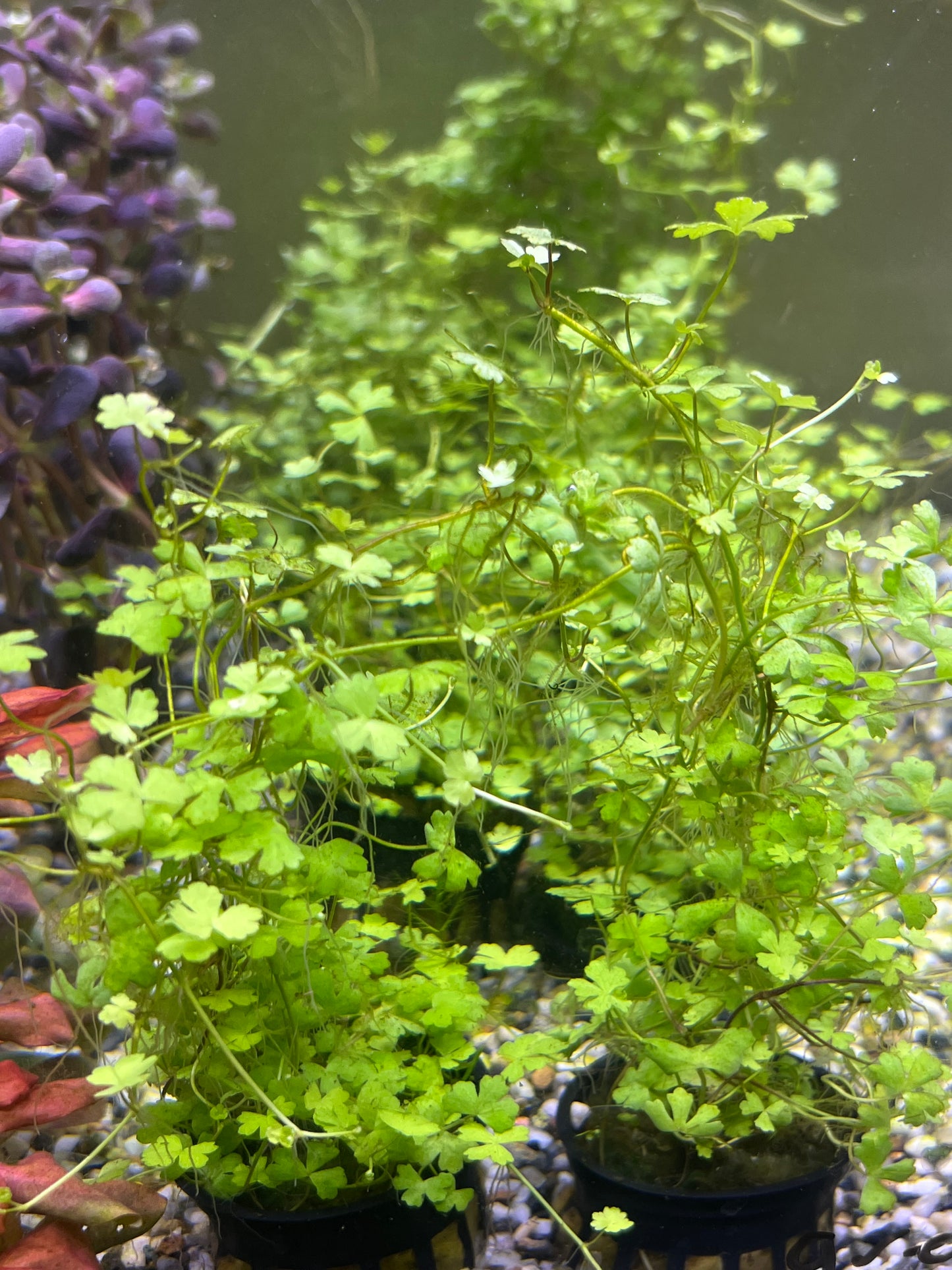 Hydrocotyle japan
