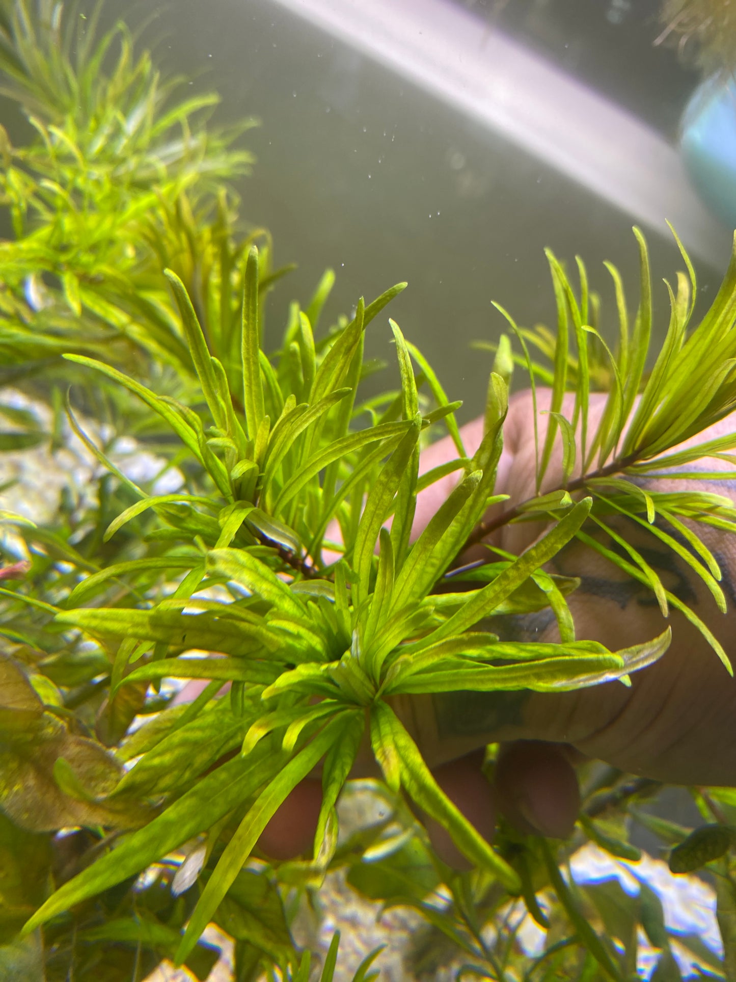 Ludwigia Inclinata “Cuba”