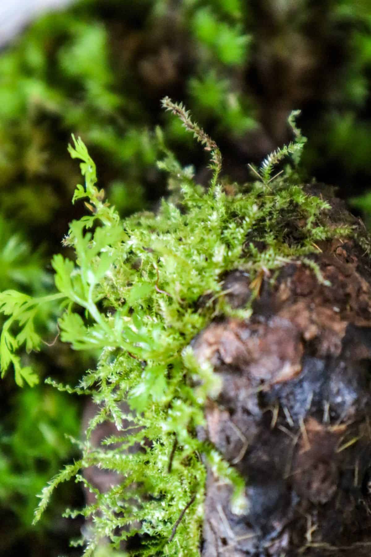 Mosses