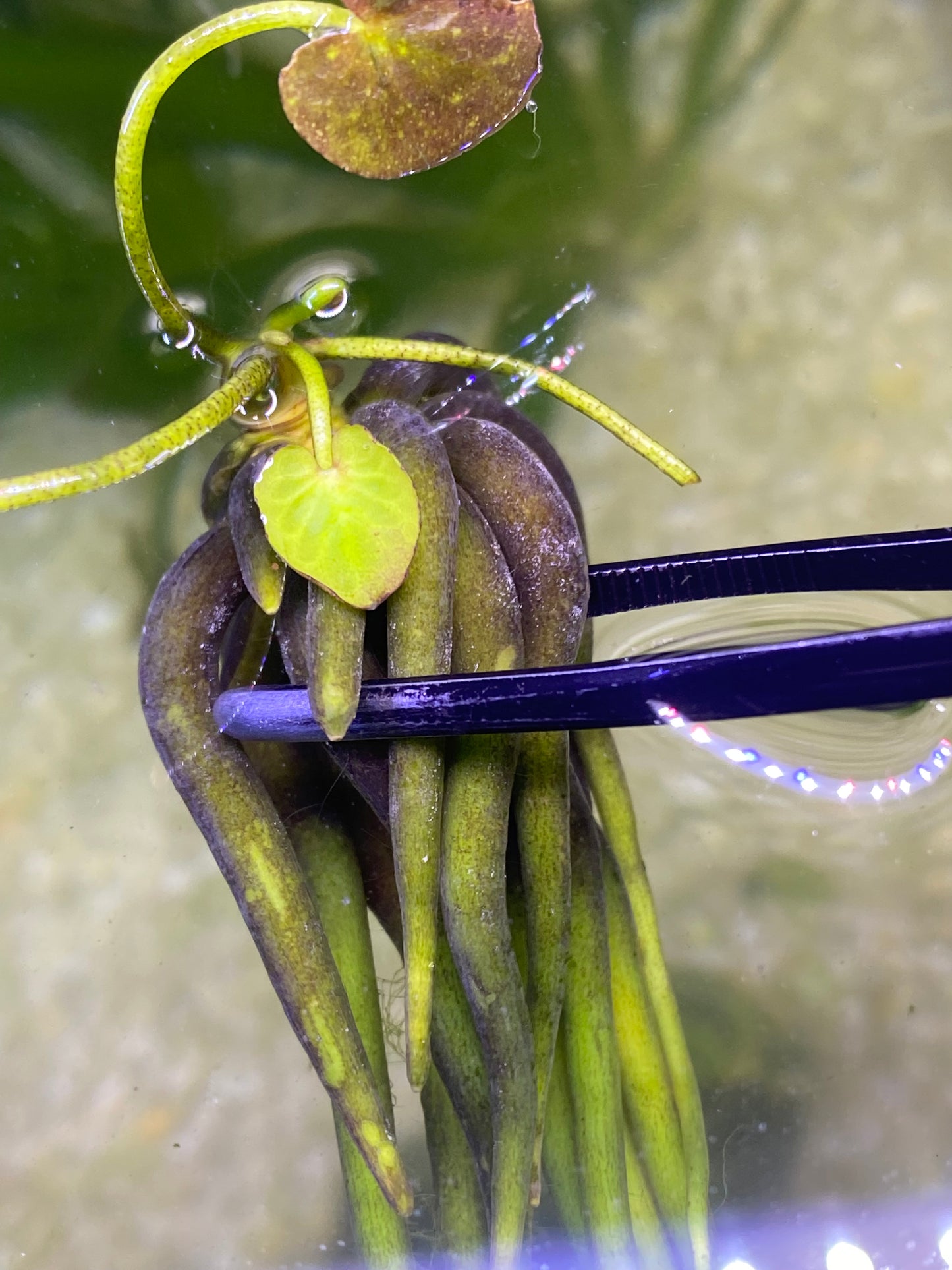 Banana Plant( Nymphoides Aquatica)