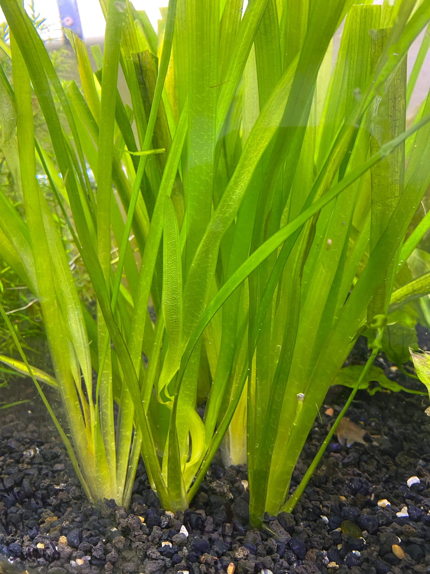 “Giant” Jungle Vallisneria