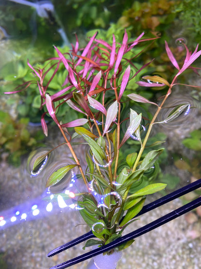 Ludwigia Arcuata