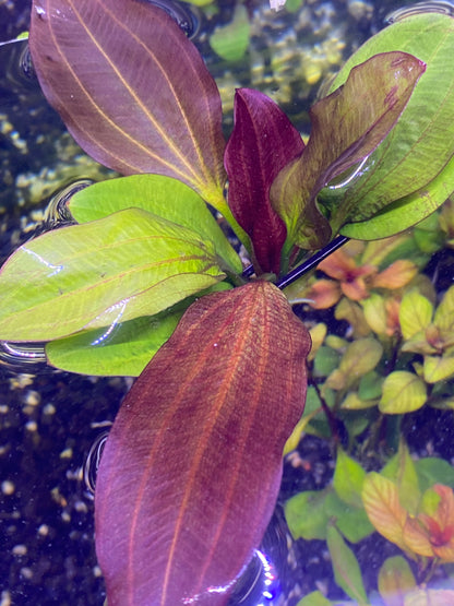 Echinodorus “ fancy twist”