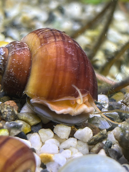 Assorted Mystery Snails!