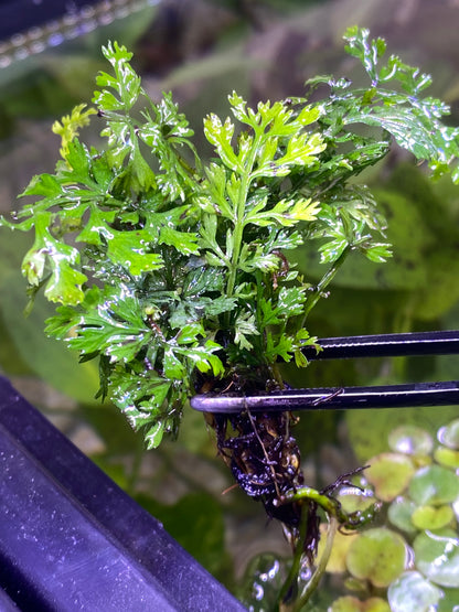 Mini Bolbitis (Bolbitis heteroclita difformis)