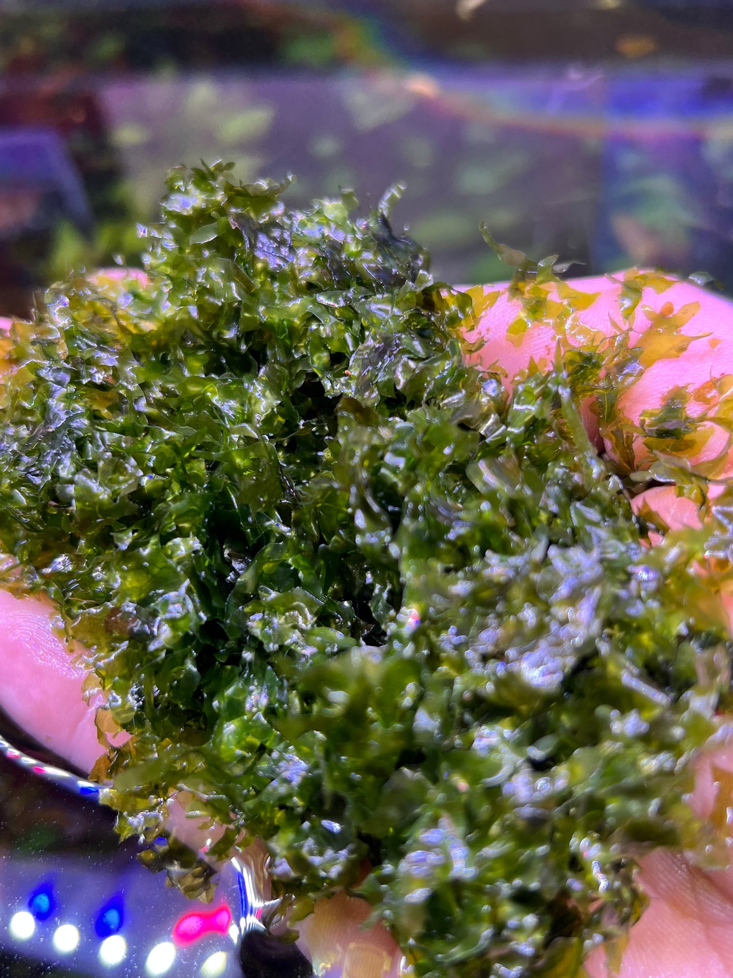 Pellia moss( Monosolenium tenerum)