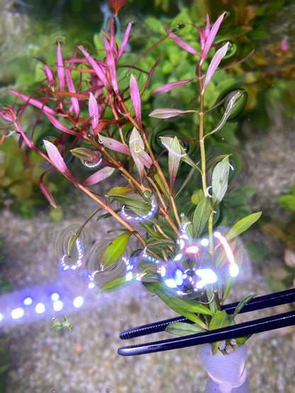 Ludwigia Arcuata