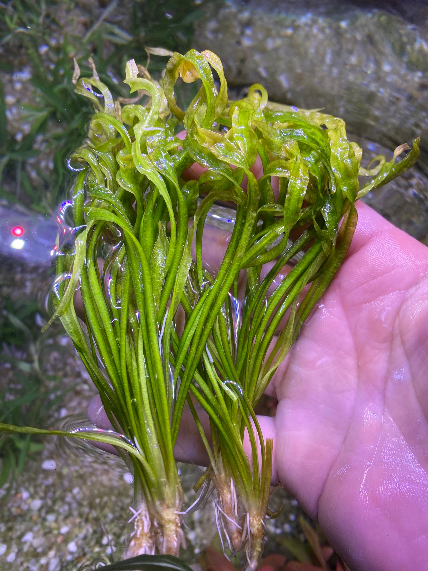 Echinodorus ‘Vesuvius’