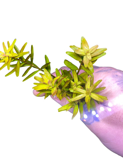 Rotala Rotundifolia “Mini pink”