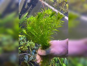 Anacharis Elodea