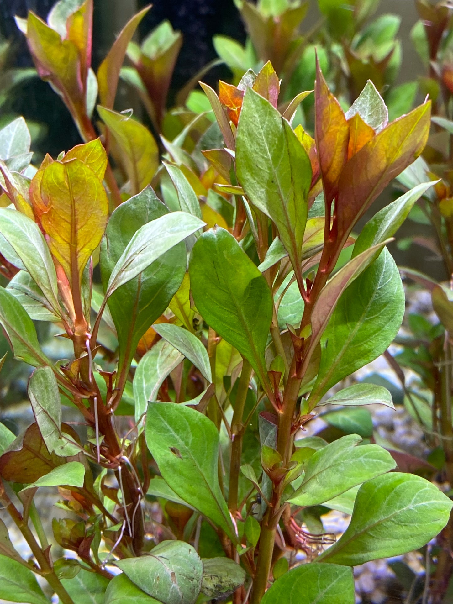 Ludwigia Repens  sp.”Dark Red”