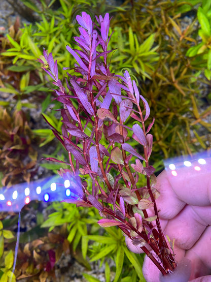 Rotala Magenta