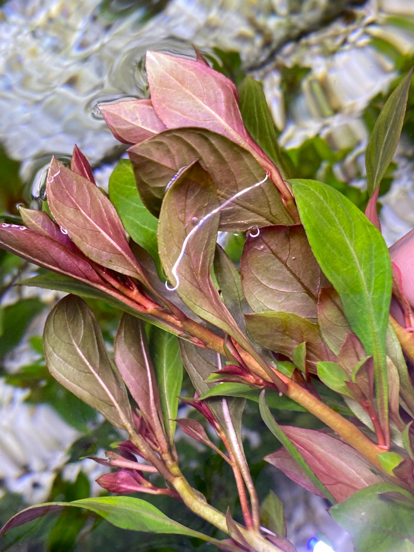 Ludwigia Repens  sp.”Dark Red”