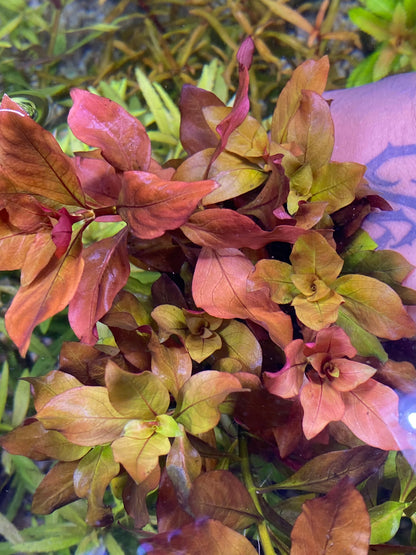 Ludwigia Peruensis Var. Diamond