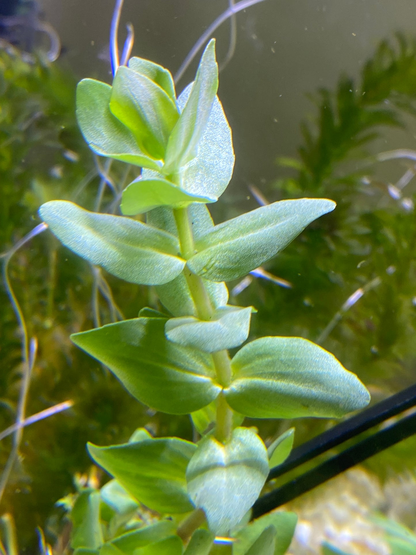 Bacopa caroliniana