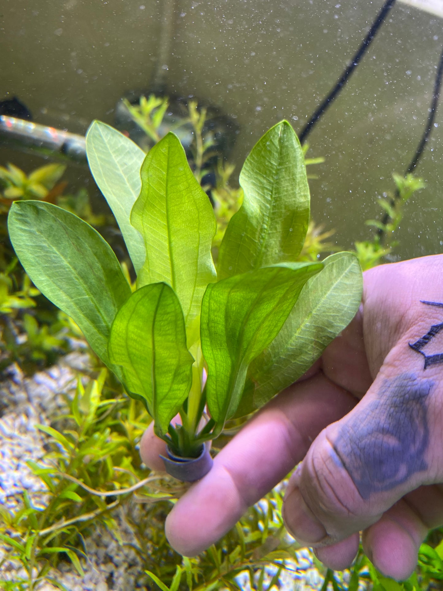 Echinodorus Major; Ruffle sword