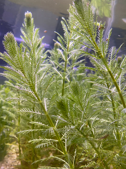 Parrot feather (Myriophyllum Aquaticum)