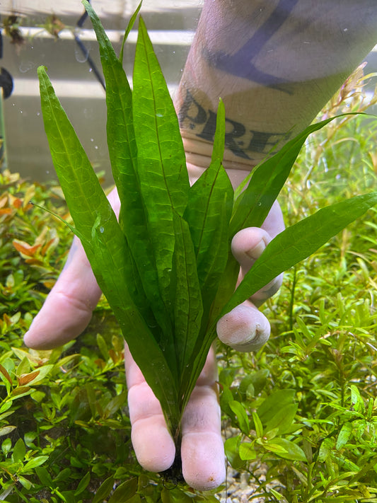 Java Fern Narrow Leaf