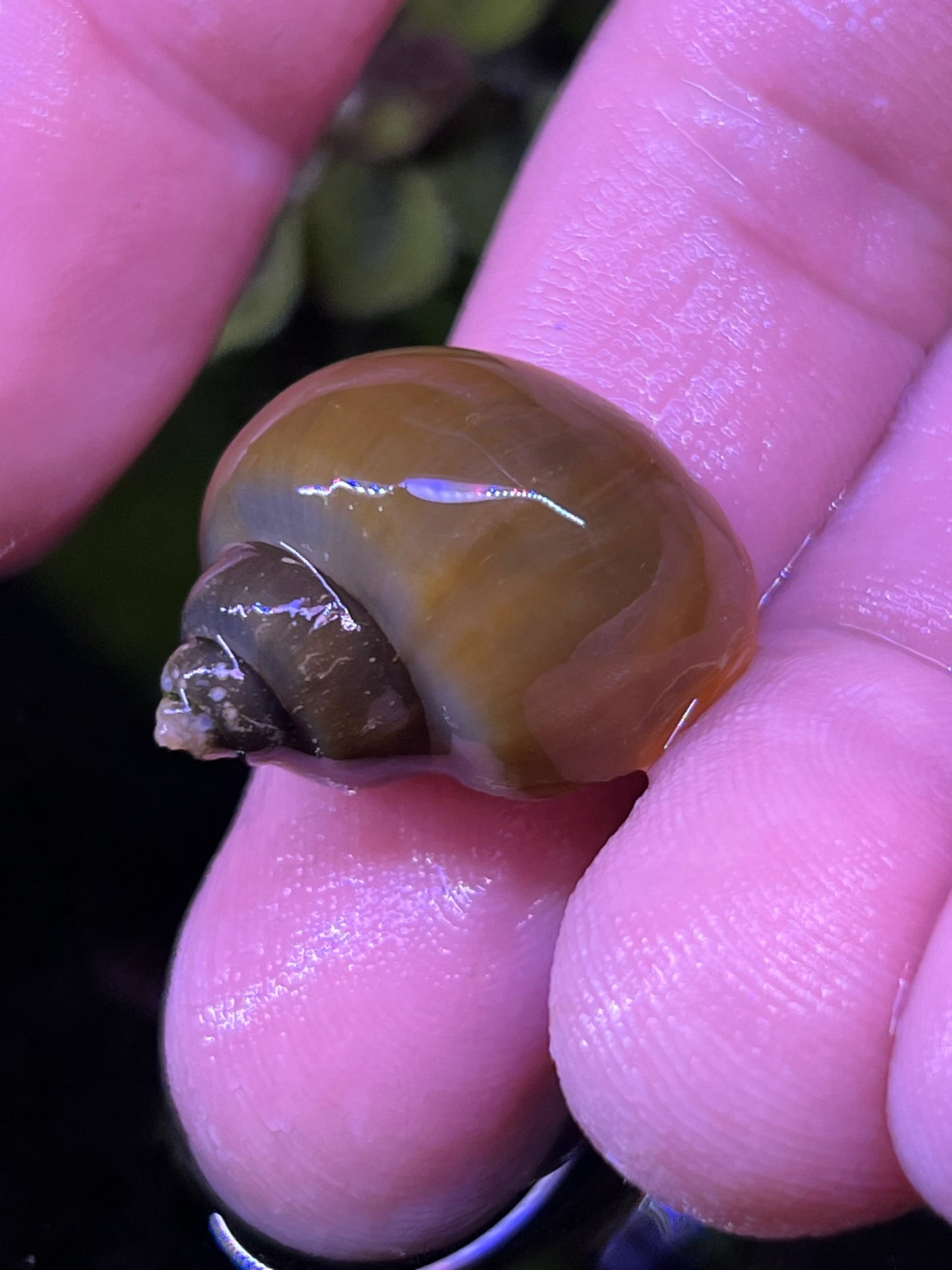 Assorted Mystery Snails!