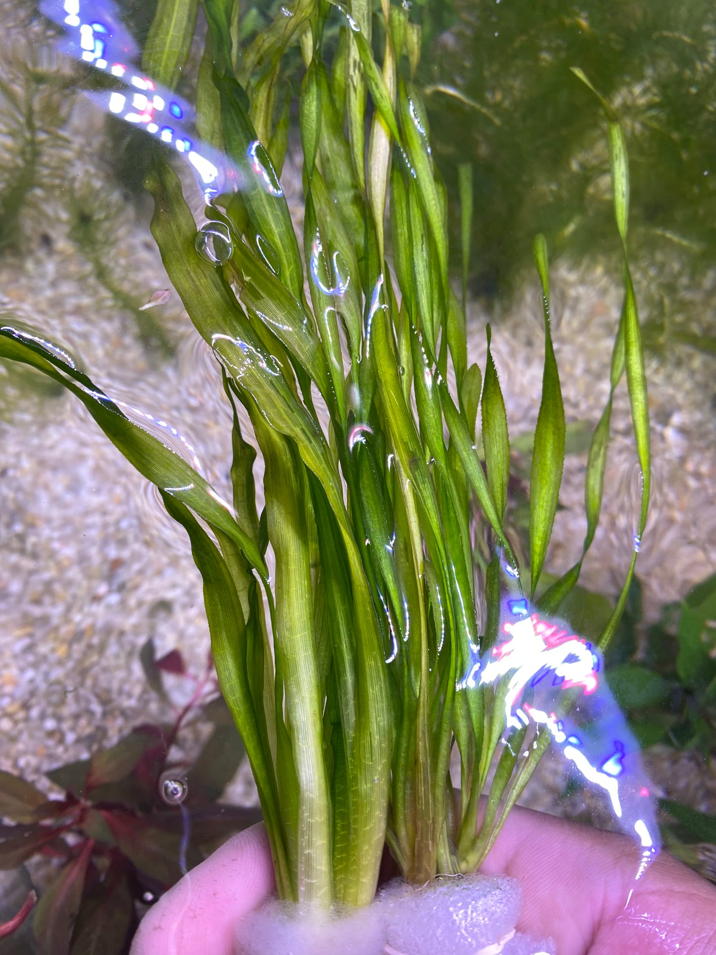 Contortion Jungle Vallisneria (Corkscrew)