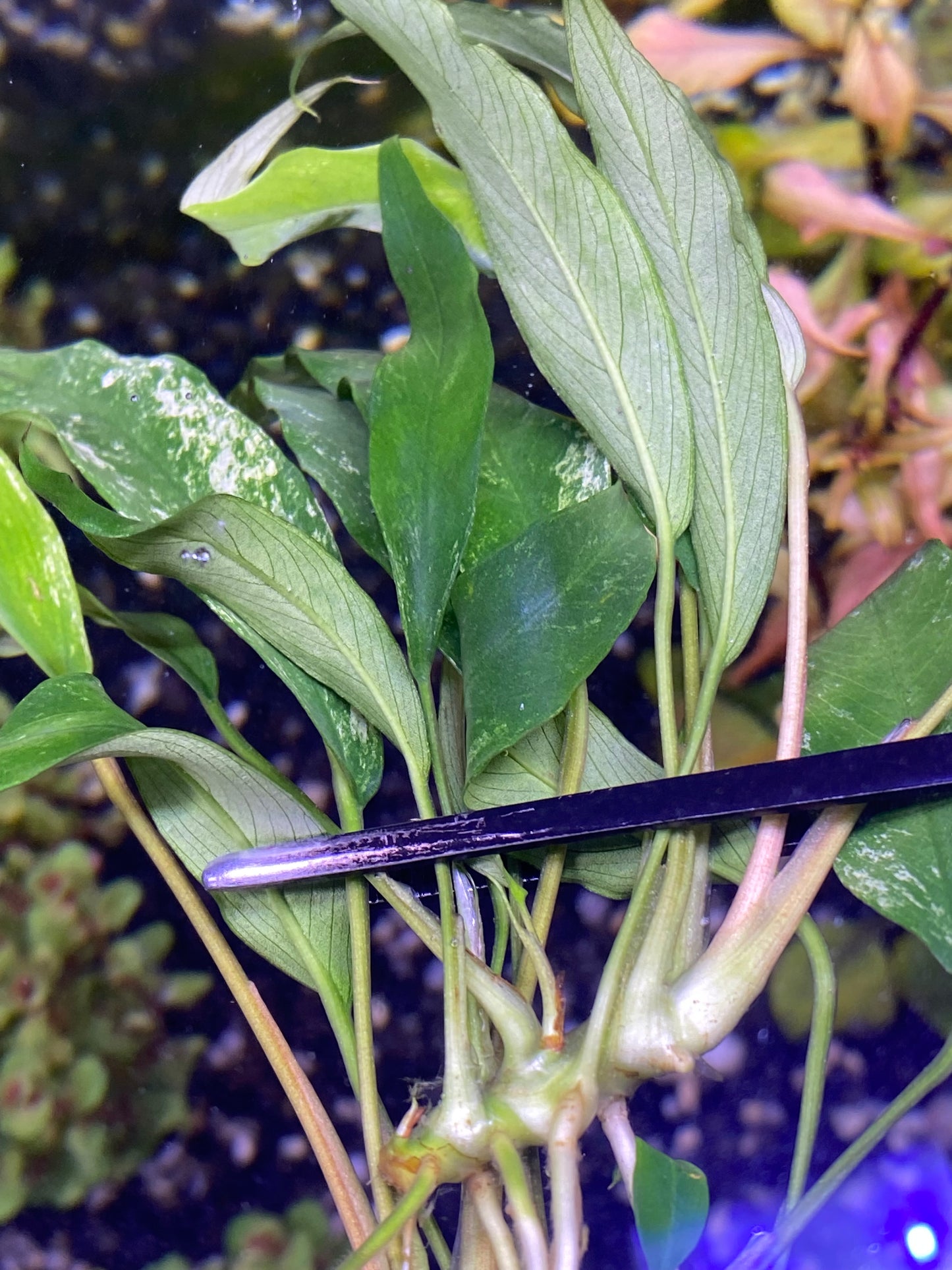 Anubias minima variegated