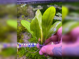 Echinodorus Major; Ruffle sword