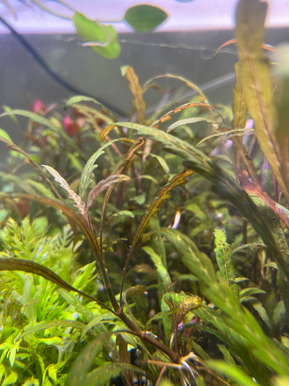 Hygrophila pinnatifida (submerged grown)